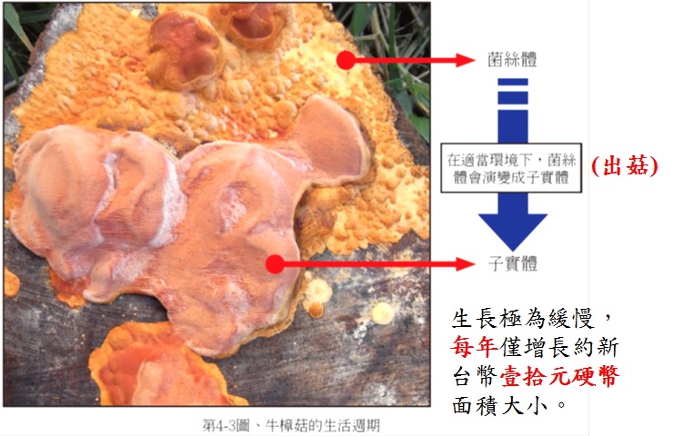 牛樟菇「菌絲體」與「子實體」的比較